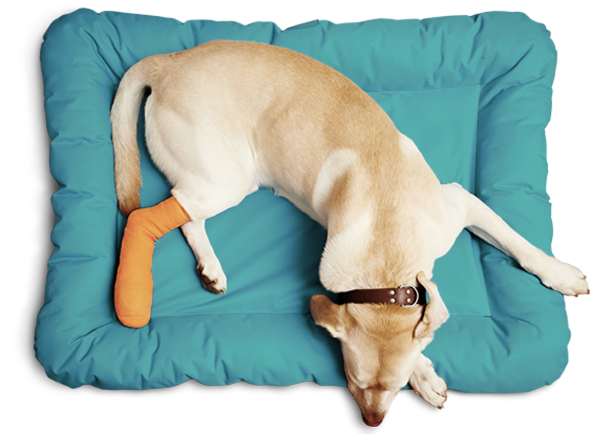 dog-on-bed-30032020 dog-on-bed-30032020